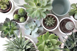 简约小清新文艺风插花静物摆拍背景