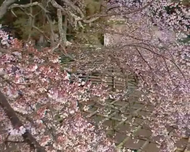 美丽樱花