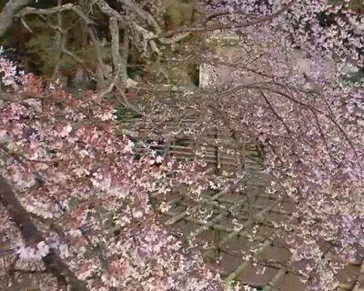 美丽樱花 美丽樱花