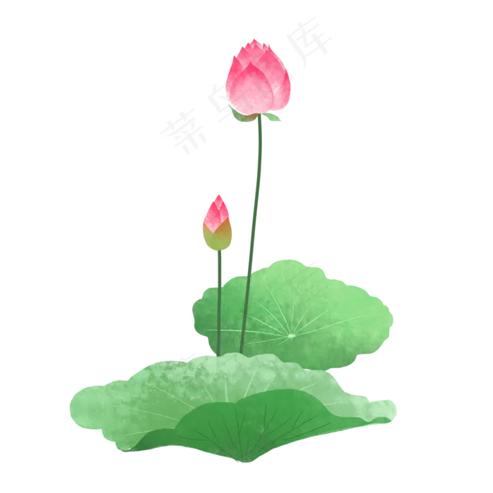 夏季含苞待放的荷花,免抠元素