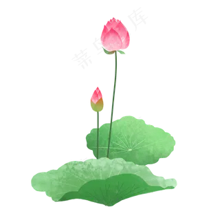 夏季含苞待放的荷花,免抠元素