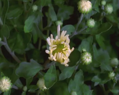 美丽的鲜花素材下载 美丽的鲜花素材下载