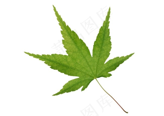 绿色的枫叶素材psd模版下载