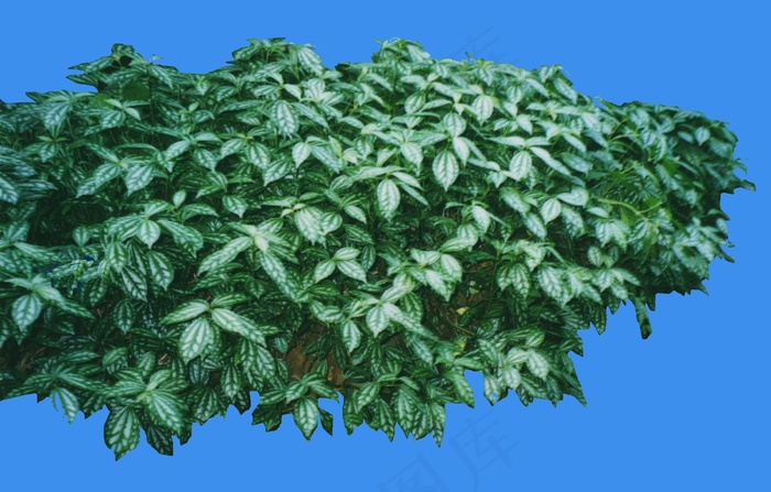 冷水花-荫生——植物素材