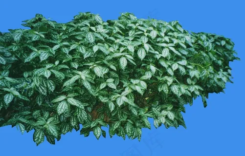 冷水花-荫生——植物素材