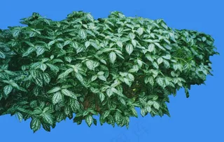 冷水花-荫生——植物素材