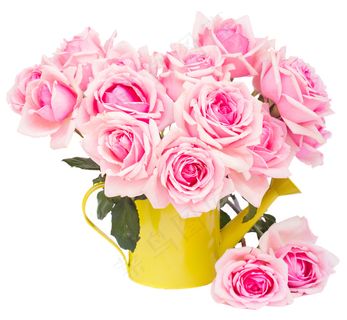 粉色玫瑰花静物设计素材