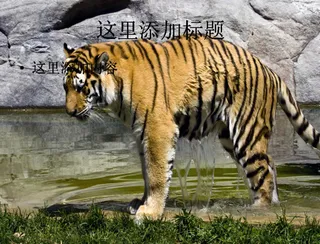 电脑ppt封面老虎王者写真图片(...