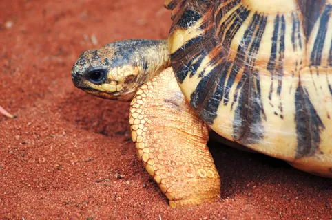 千年海龟图片 千年海龟图片