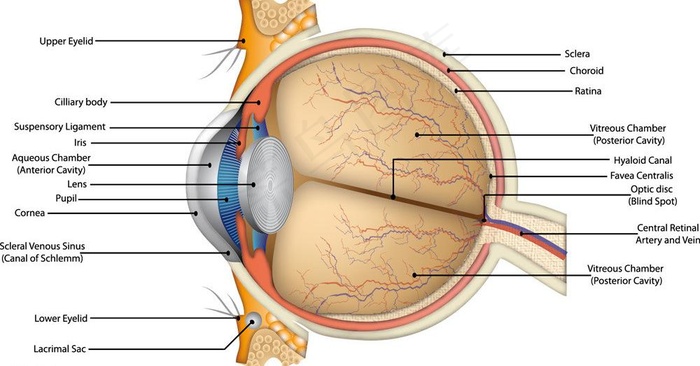 眼球解剖图图片