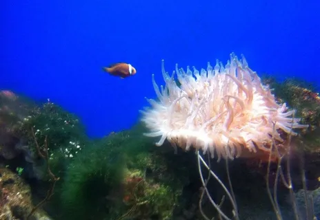 海洋小鱼图片 海洋小鱼图片