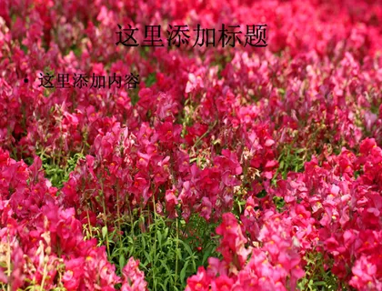 美丽的金鱼草(8)