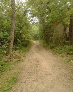 春天乡间小道图片