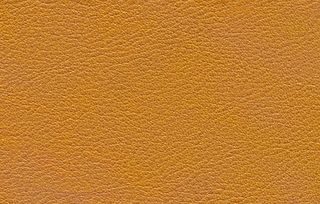 动物皮纹图片设计图JPG