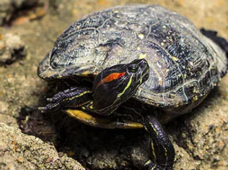 野生动物信息介绍网页模板