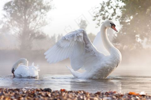 水里的白天鹅图片