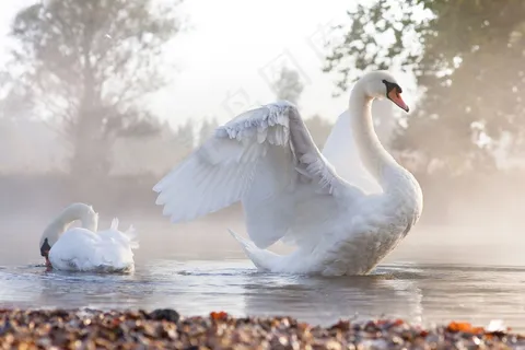 水里的白天鹅图片 水里的白天鹅图片