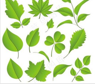 树叶模板下载