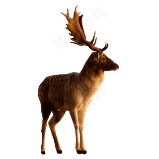 动物鹿素材分层免扣大图