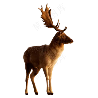 动物鹿素材分层免扣大图