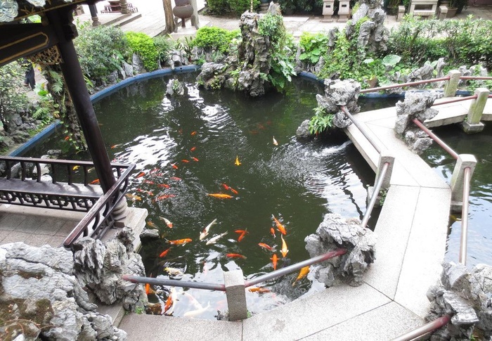 水池 金鱼图片