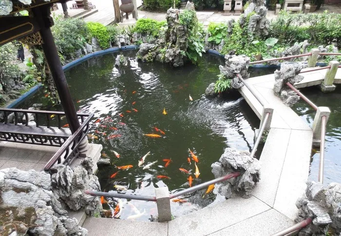 水池 金鱼图片