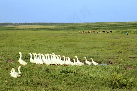 高清大草原背景