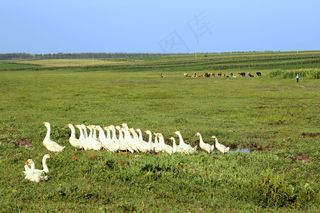 高清大草原背景