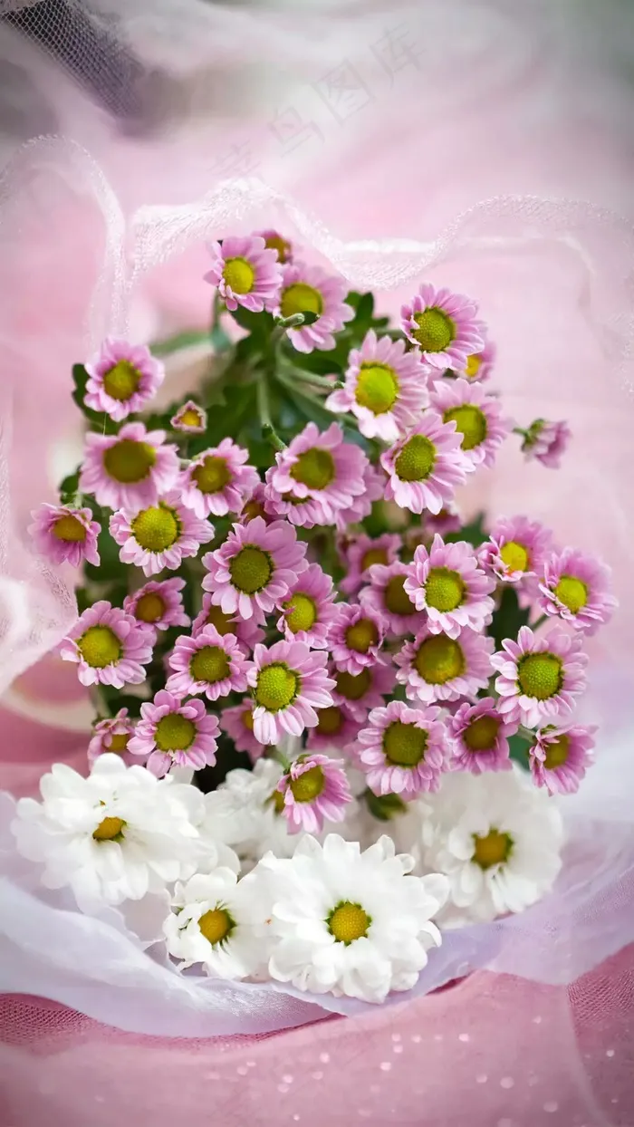 花朵高清摄影图片