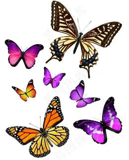 七彩蝴蝶图片