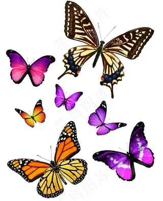 七彩蝴蝶图片