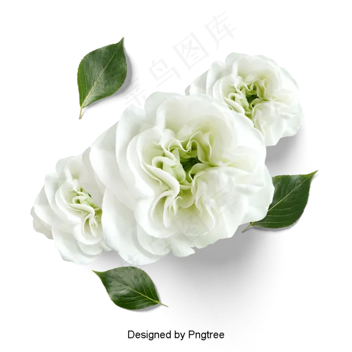 美丽的鲜花花瓣美丽的鲜花花瓣
