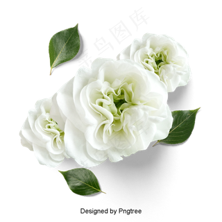 美丽的鲜花花瓣美丽的鲜花花瓣