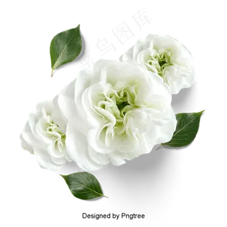 美丽的鲜花花瓣美丽的鲜花花瓣