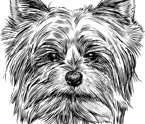 素描狗设计矢量图03ai矢量模版下载