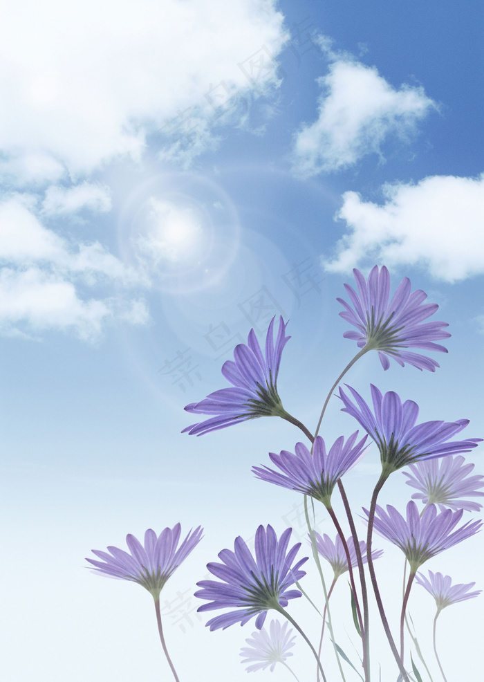 紫色菊花