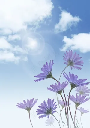紫色菊花