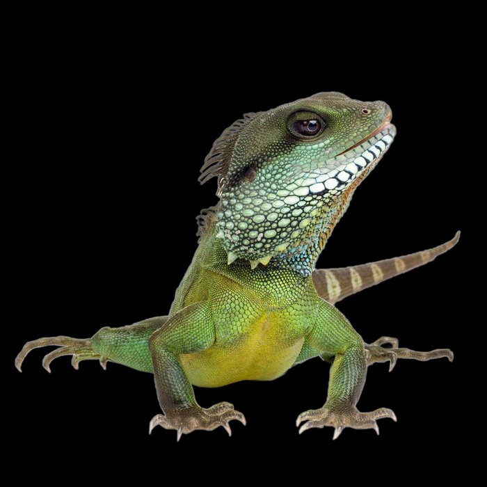 蜥蜴免抠素材PSD分层