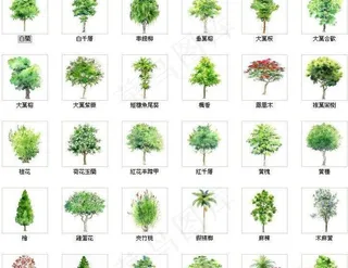 园林树木绘画