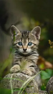 扶着石头的猫咪高清摄影图片 扶着石头的猫咪高清摄影图片