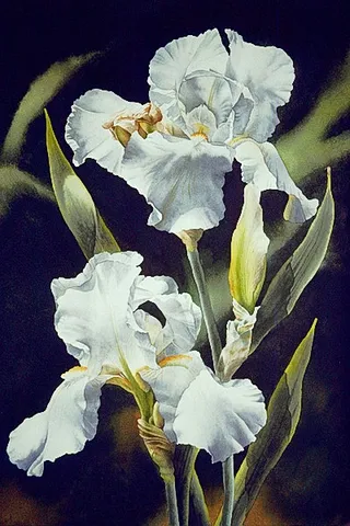 位图 写意花卉 植物 花朵 免费素...