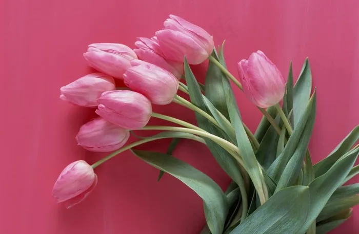 郁金香摄影图图片