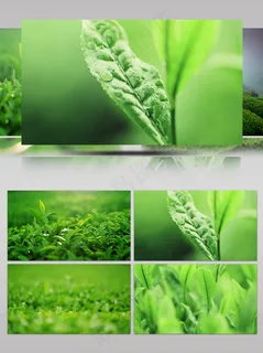 茶田茶叶枝头特写视频