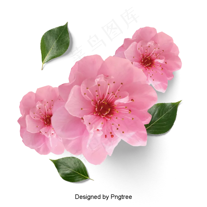 美丽的鲜花花瓣美丽的鲜花花瓣