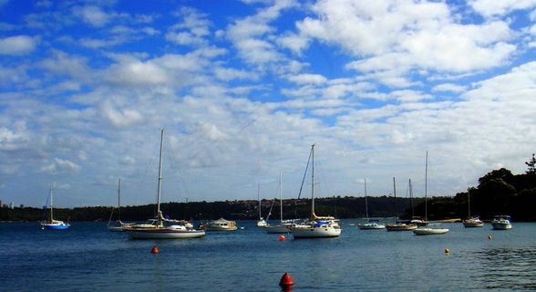 悉尼湾的游艇图片