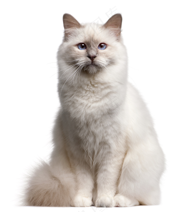 宠物猫图片