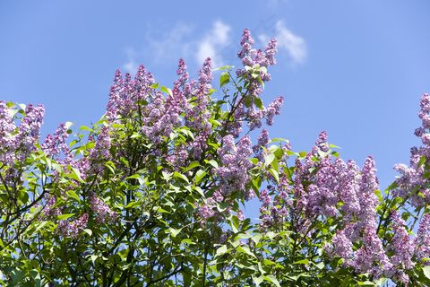 丁香花灌木在春天