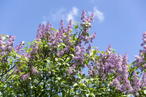 丁香花灌木在春天 丁香花灌木在春天