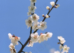 春天花朵 花朵图片 桃花 李花 杏花 春暖花朵 桃花林