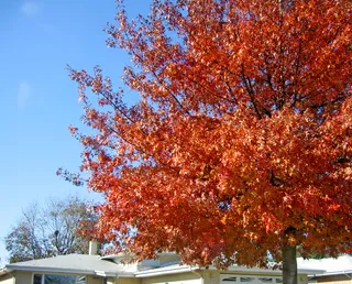 自然景观 秋天图片